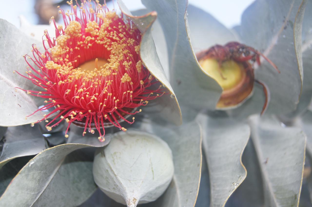 Toodyay Floravalley B&B 외부 사진